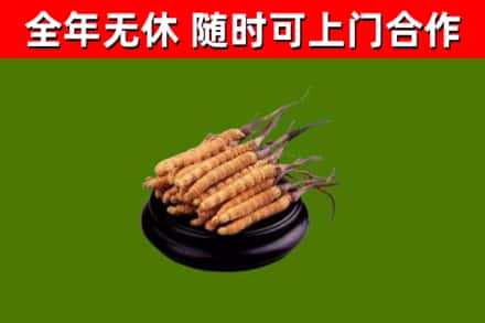 南靖县回收冬虫夏草